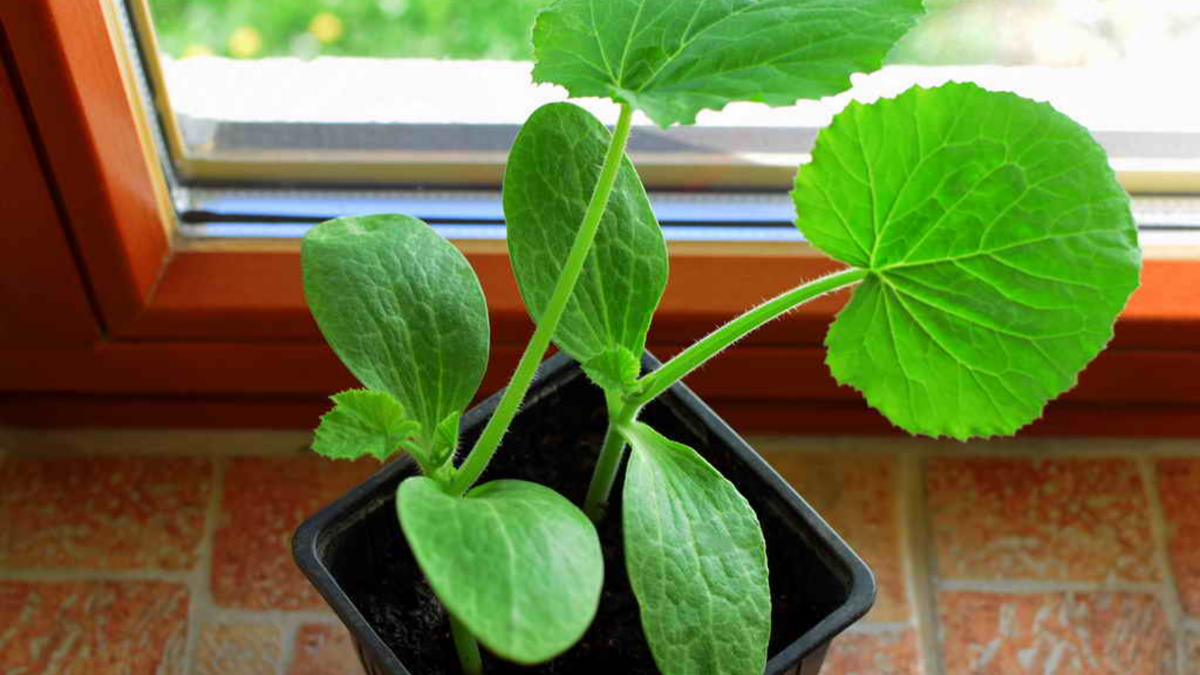 Первые результаты