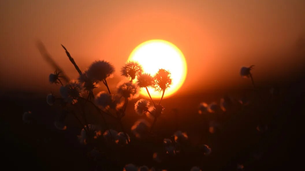    Фото: Царьград