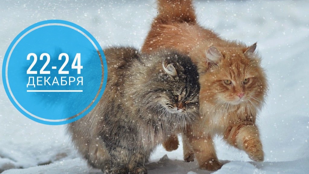   Нумерологический прогноз 22-24 декабря