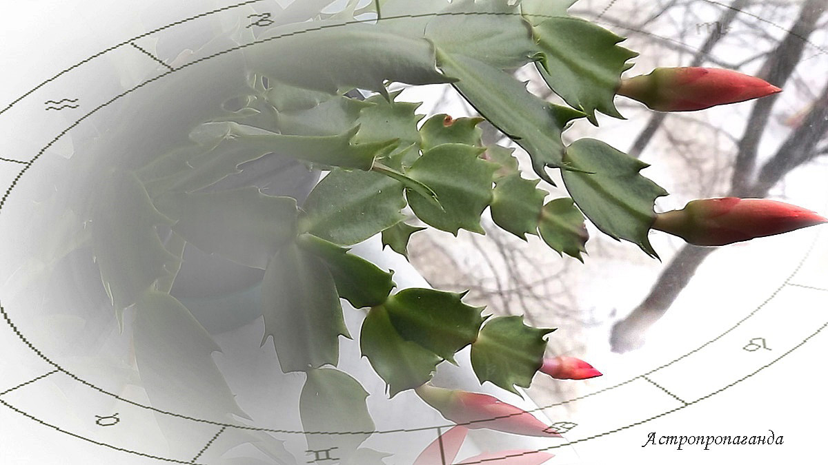 Гороскоп с 22 по 28 декабря 2025: Венера уходит в знак Козерога | Недельный гороскоп