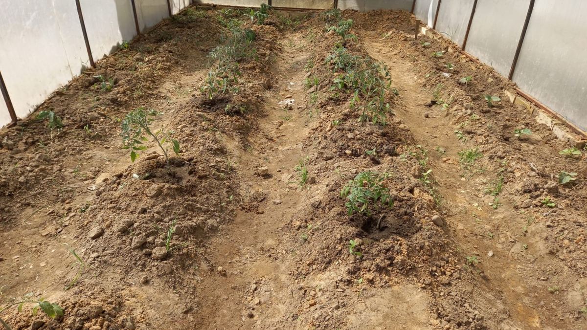 Вот что осталось от "супер-урожайных" гибридов в конце сезона