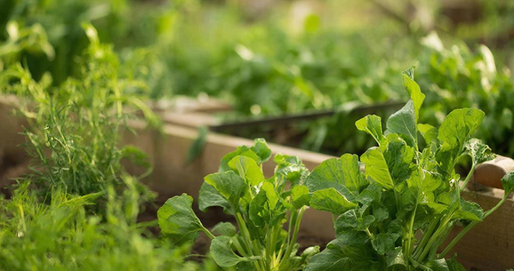 Автоматический полив за выходные: простая система из шланга и таймера для дачи