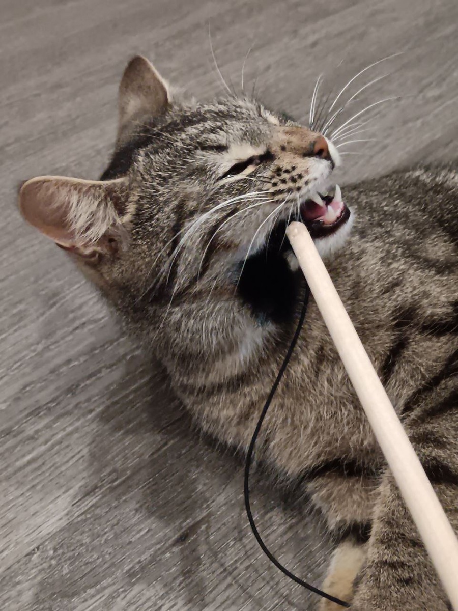 Я непобедимый самый любимый котик Кузя😽