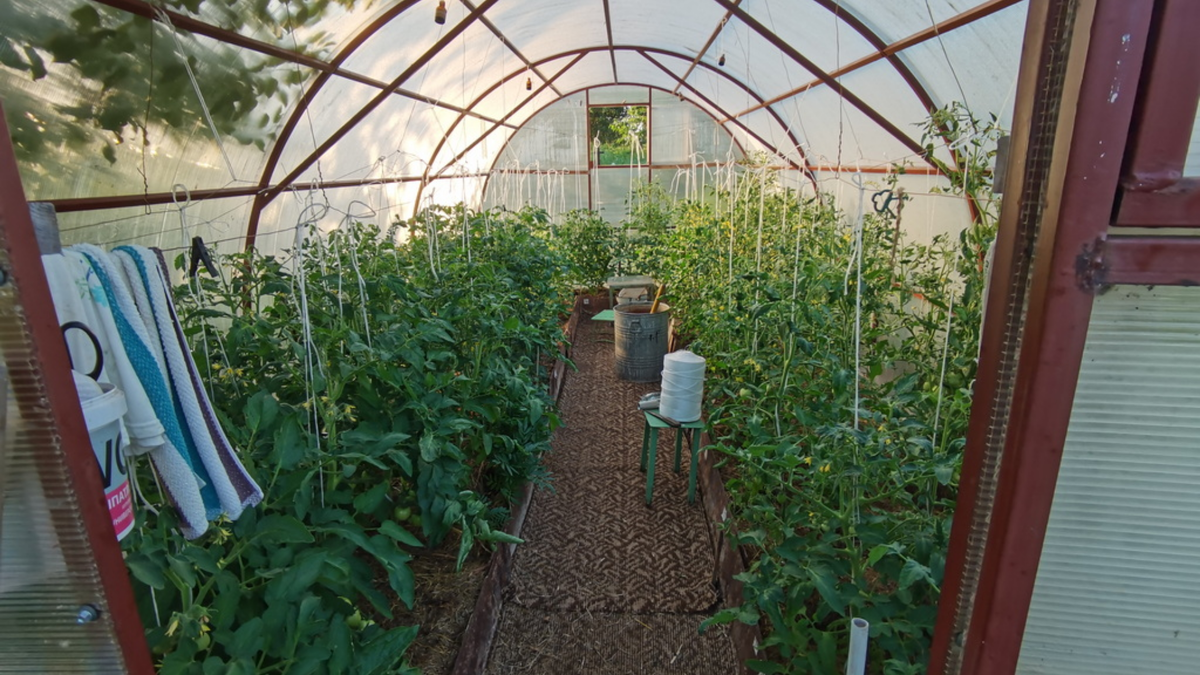 Каждому растению хватает места