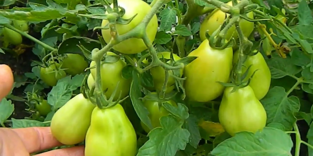 Посадила в этом году этот сорт томата урожай с него собирала до глубокой осени