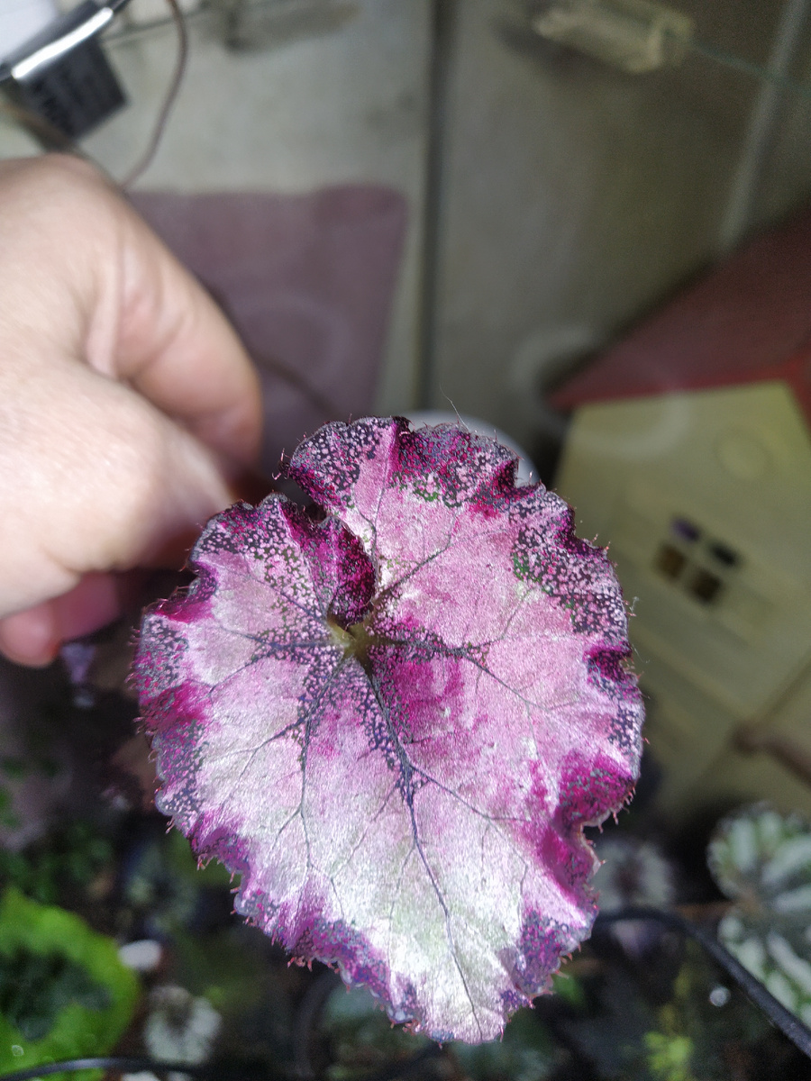 ДС Большое сердце 