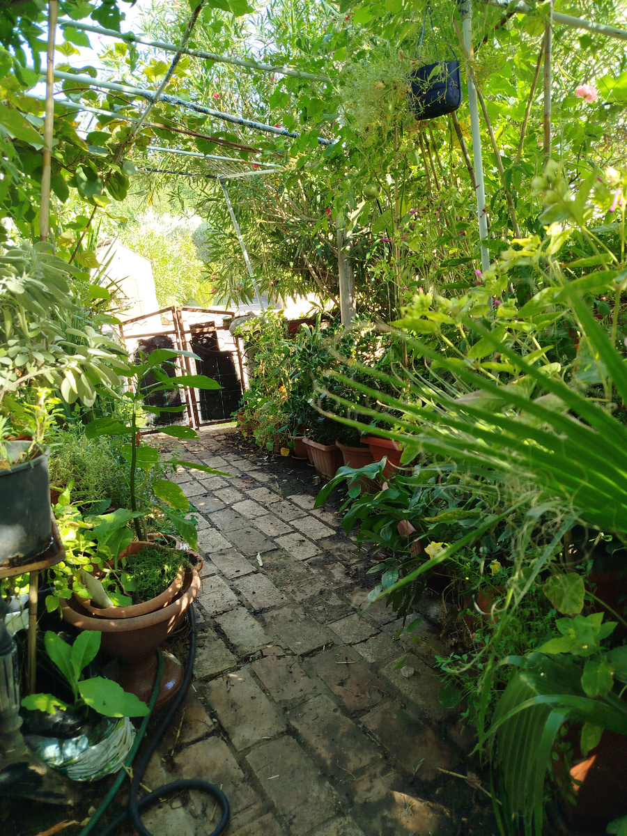 Фото автора. Передний двор в июле был зелёным, но не цветущим.