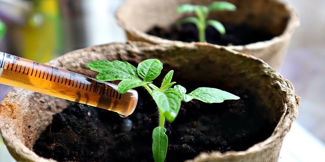 5 «живых» подкормок, без которых Вам не видать крепкой, толстой и здоровой рассады