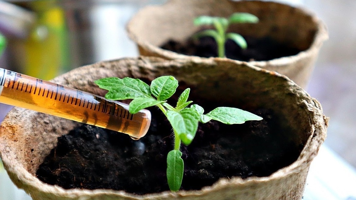 Подкормка рассады