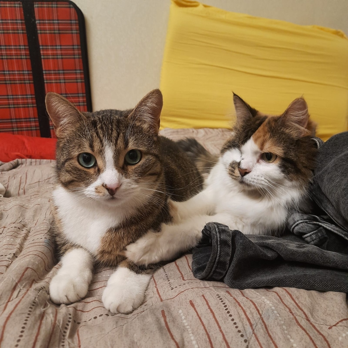 Мы от всей души желаем вам трепетных отношений и большой любви, как унас в общем 💖😺