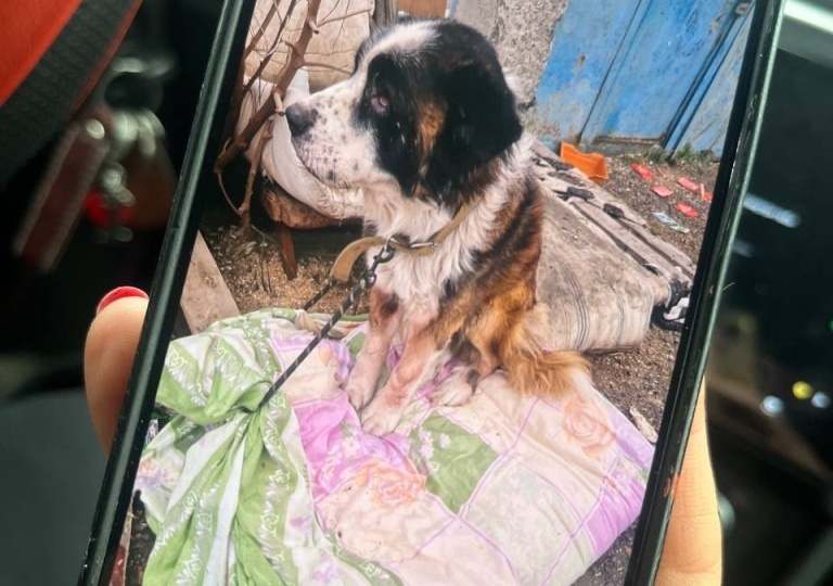 В смертельный приют «Забытые сердца» отправляли и животных из Волгодонска