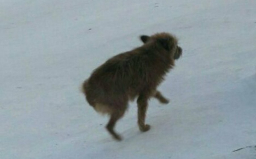 За неделю до Нового 2017 года. На улице - 37!