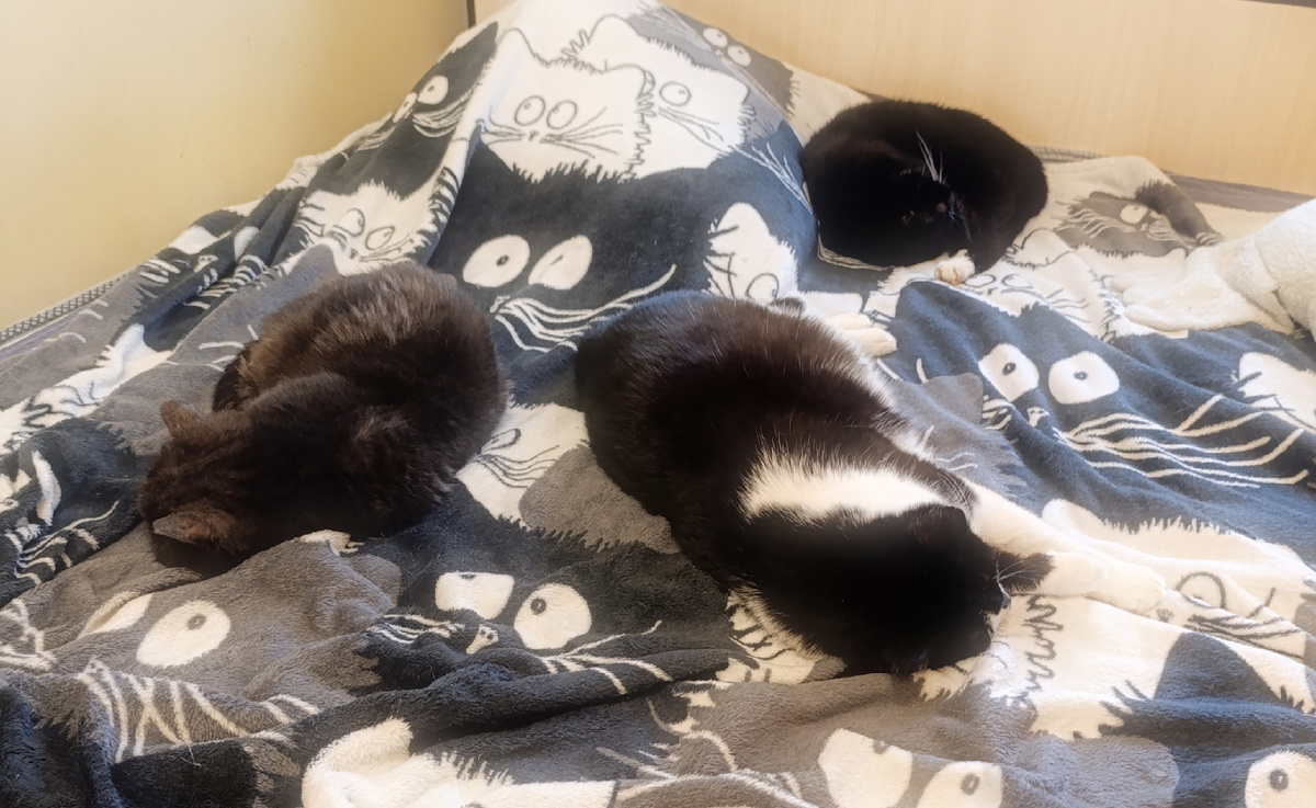 Эти коты уже заняты