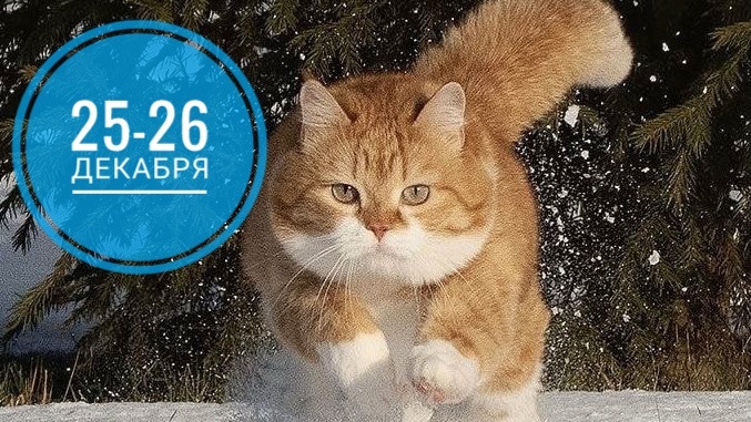 Нумерологический прогноз на 25 и 26 декабря