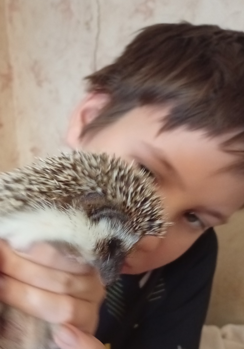 Еж кусает хозяина. На сделанном мной фото фото две моих любимых булочки.