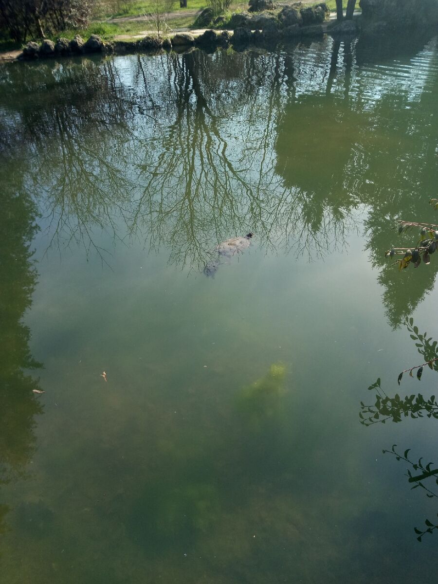 © Copyright: Ориби Каммпирр