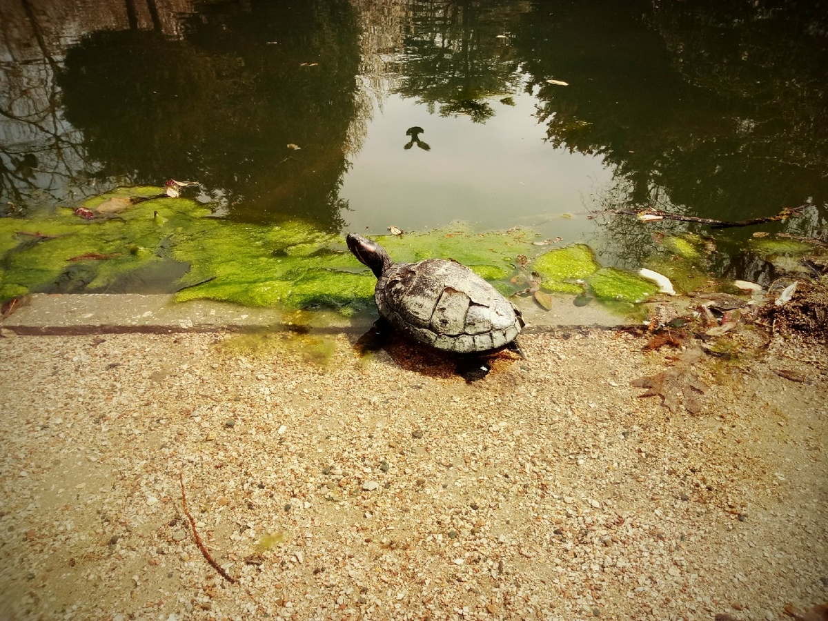 © Copyright: Ориби Каммпирр