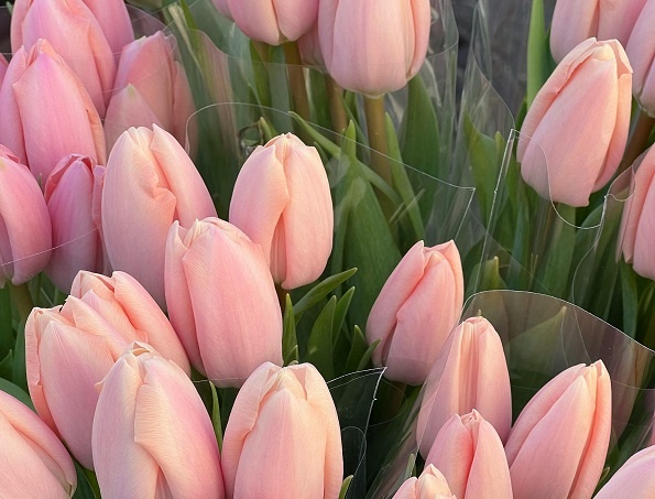 Фотограф: Natalia S: https://www.pexels.com/ru-ru/photo/20556344/