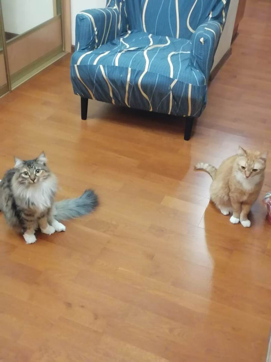 Голодающие из Комитета недокормленности)) 