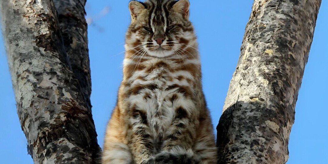Загадочные амурские коты прячутся от лютых морозов в дуплах в Хабаровском крае