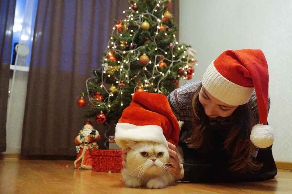    Корреспондент KP.RU изучила, чем побаловать домашнего питомца в праздники Алексей БУЛАТОВ