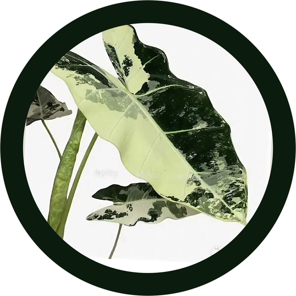 Фото из интернета 