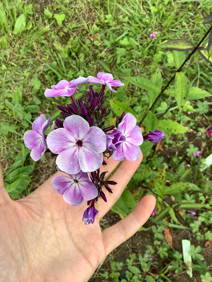 1 Горожанка