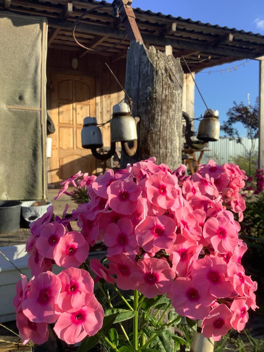 2 Джефс Пинк