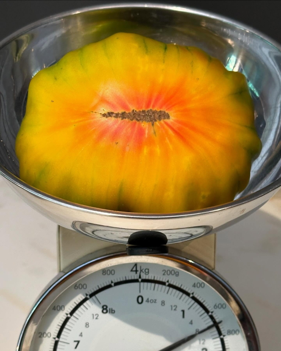 Томат Grandma Viney’s Yellow and Pink (Жёлто-розовый бабушки Вайни)