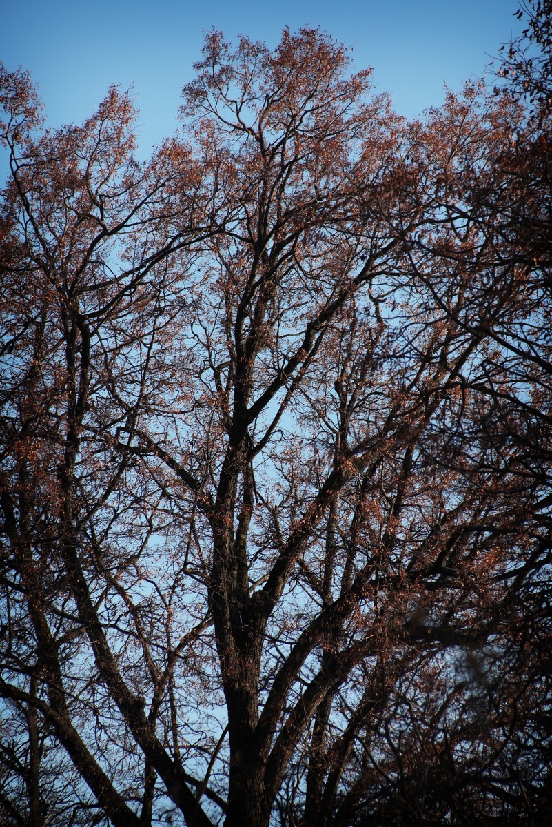 Вековые липы в усадьбе Разумовских.