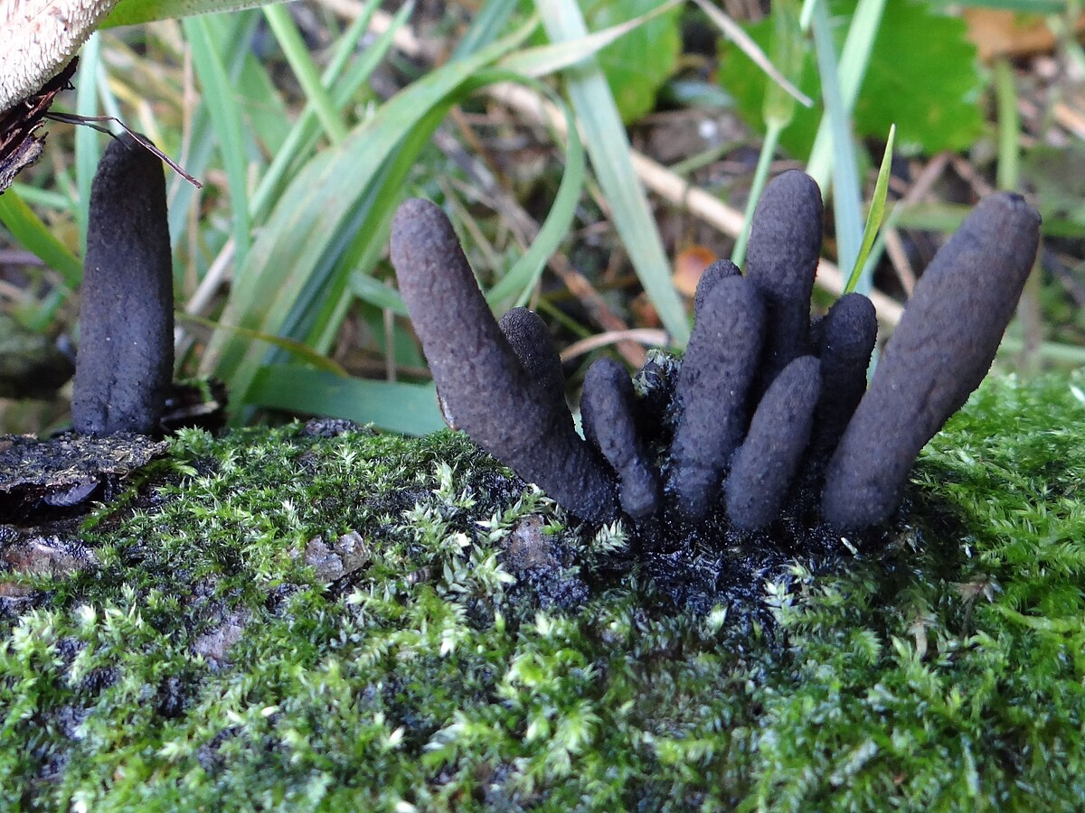 Xylaria longipes - почти такой же, только черный