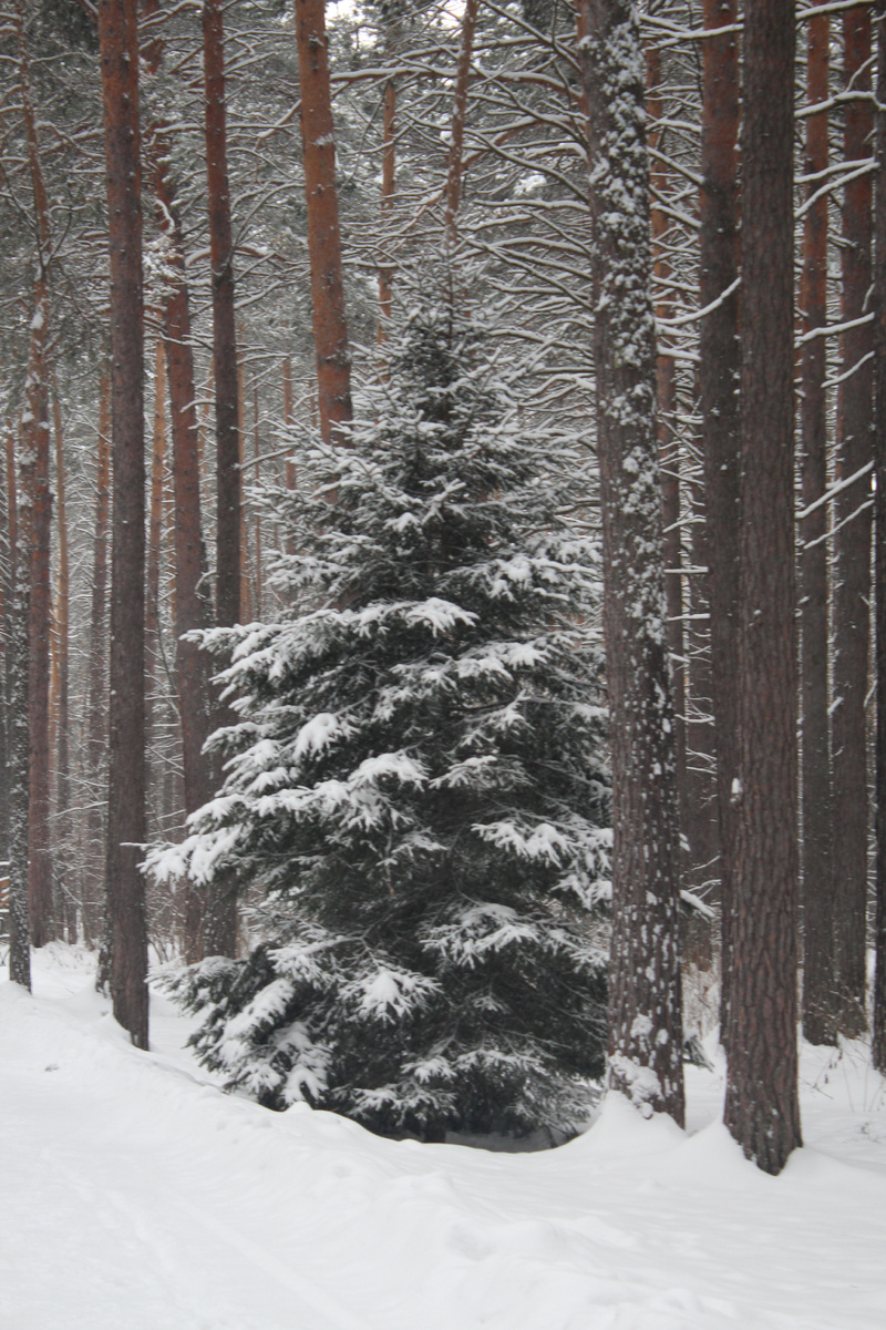 Томская писаница