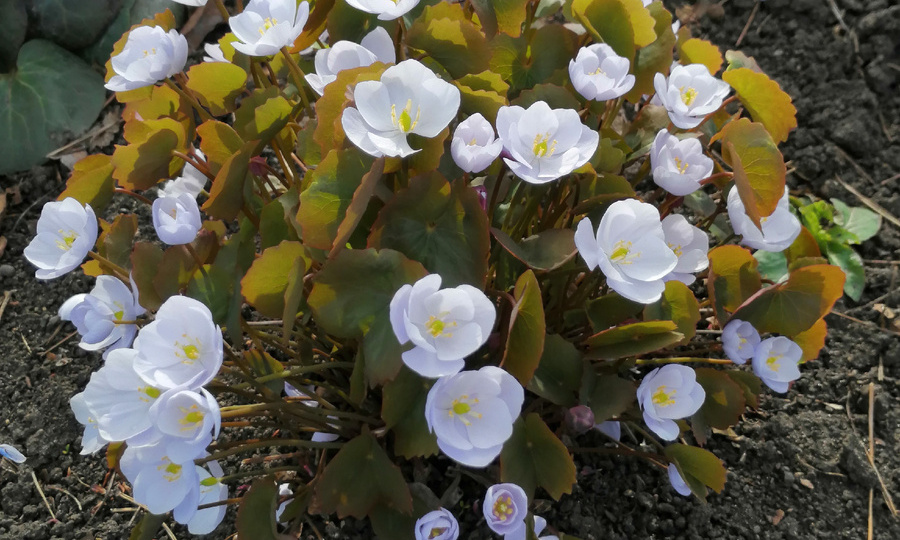 Два самых весенних растения моего сада