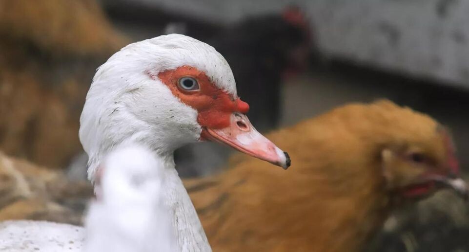    РИА «Новости»