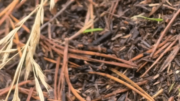 Видео Татьяны Смирновой