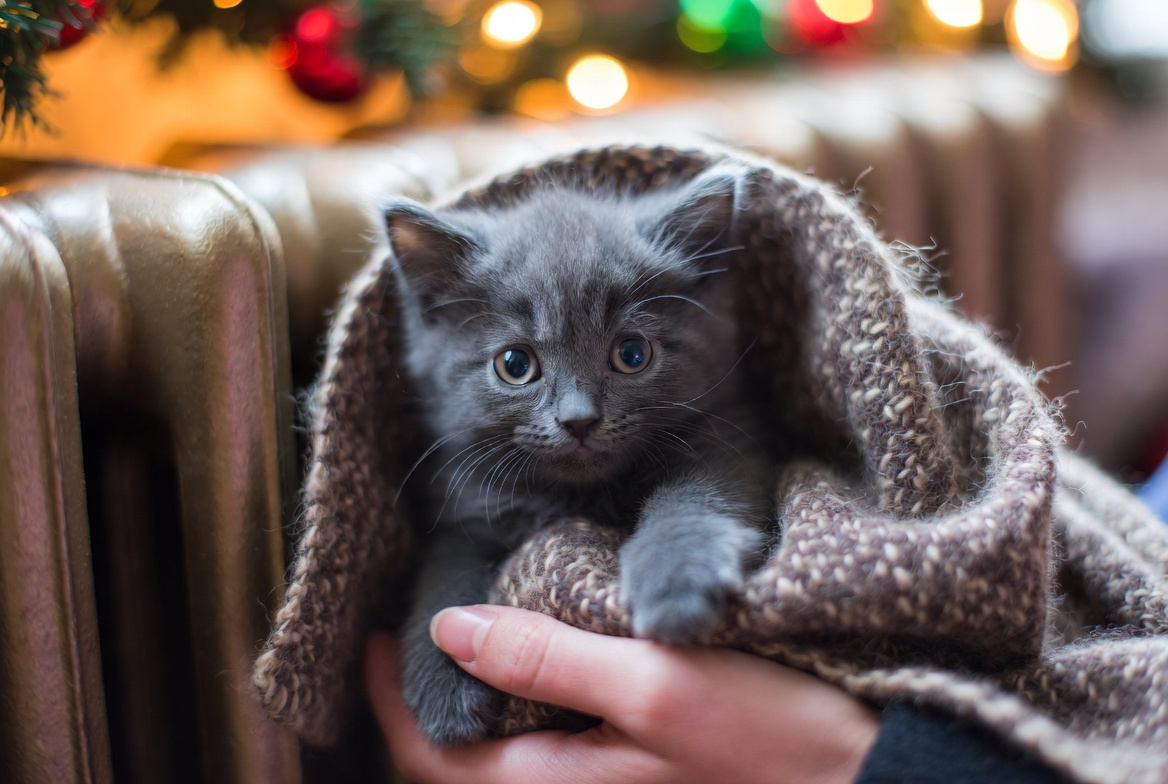 Первые часы дома. Из замёрзшего комочка — в члена семьи за одну ночь