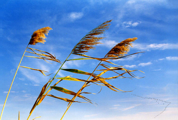 Из открытых источников Яндекса.