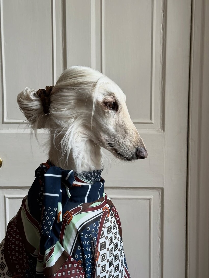    15 фото афганской борзой из Эдинбурга, с которой сотрудничают мировые дизайнеры