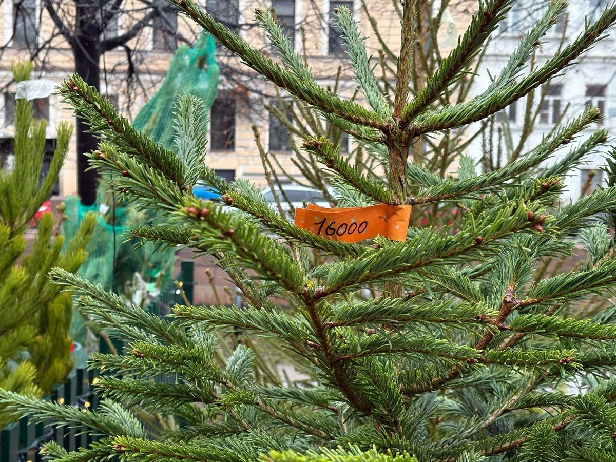 Фото: Neva.Today