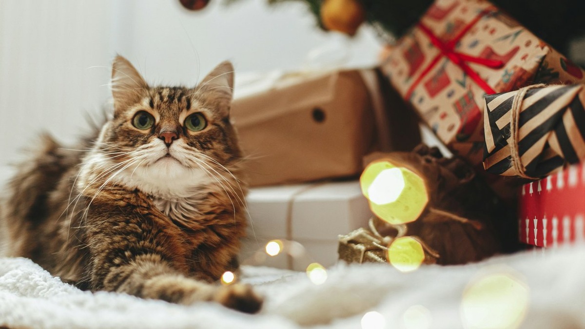 Фото из Интернета. 