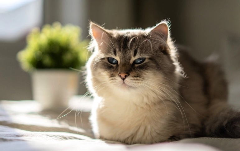 Фото из Интернета. 