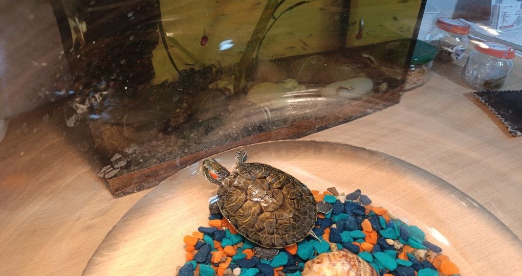 «Никому не отдадим»: черепаху смыли в унитаз, но она выжила и попала в коммунальщикам в Воронеже