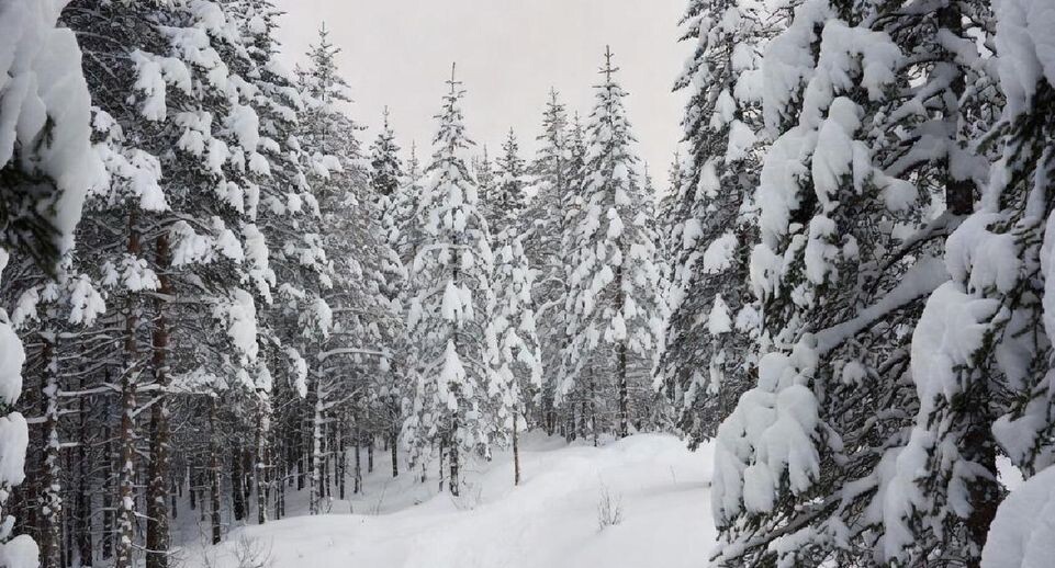    Подмосковье сегодня/Сгенерировано нейросетью