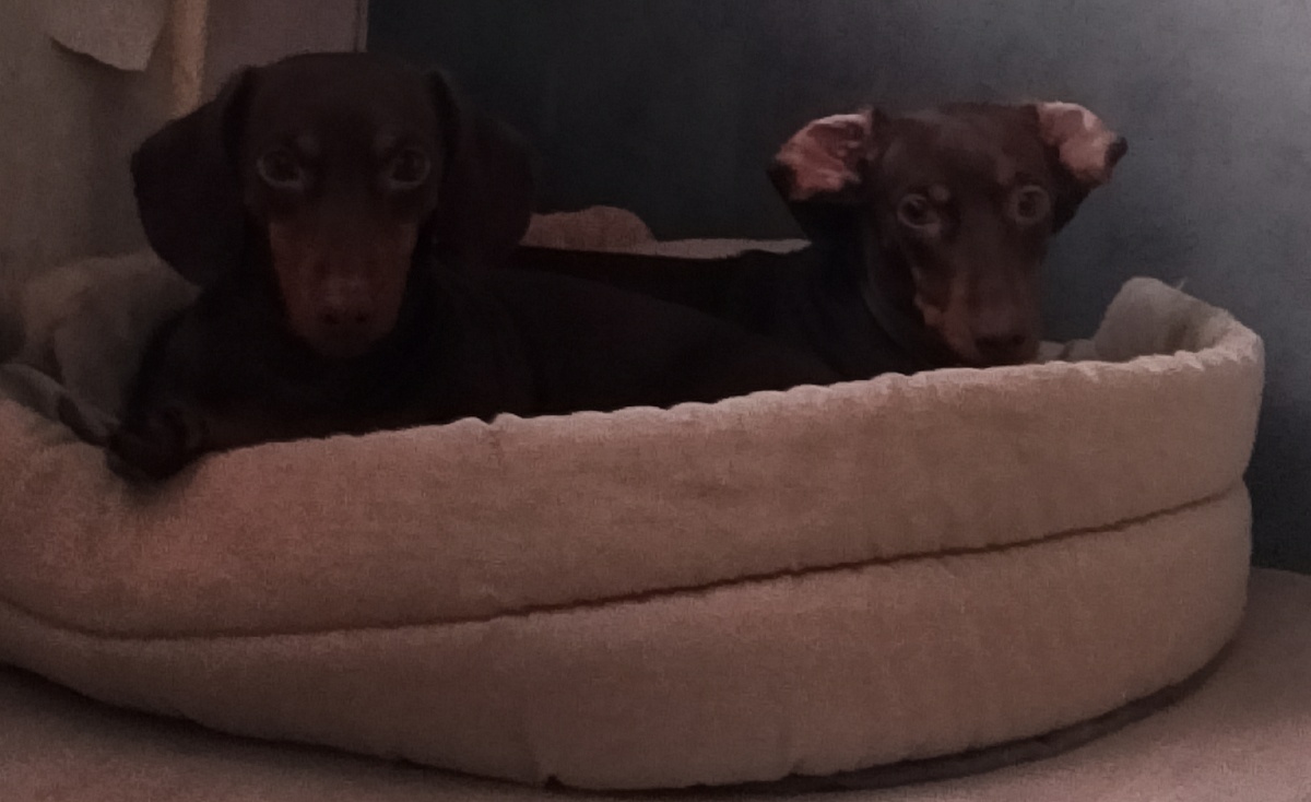 Девченкам приходится скучать