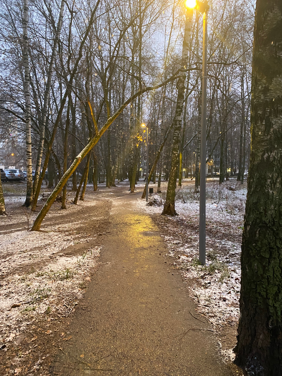 Фото автора. Утро в нашем сквере