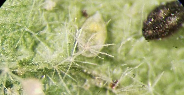    Фото: Journal of Economic Entomology (2025). DOI: 10.1093/jee/toaf338