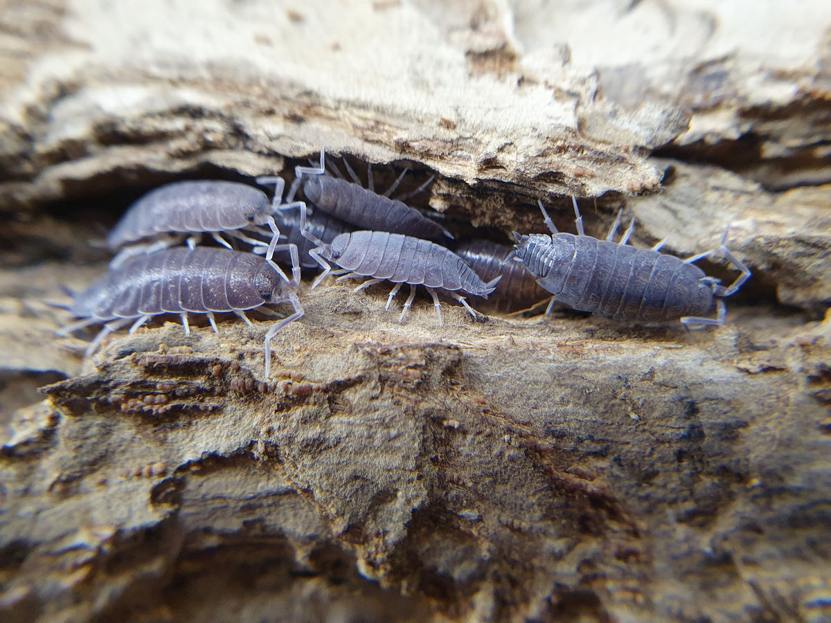 ох уж этот час пик в автобусах...
