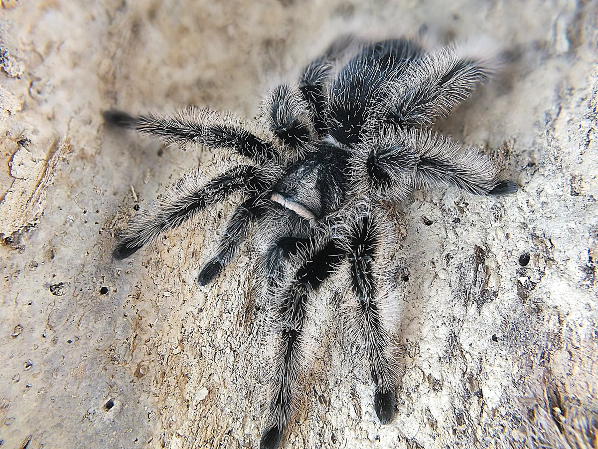 "зима на улице, куда без шубы"