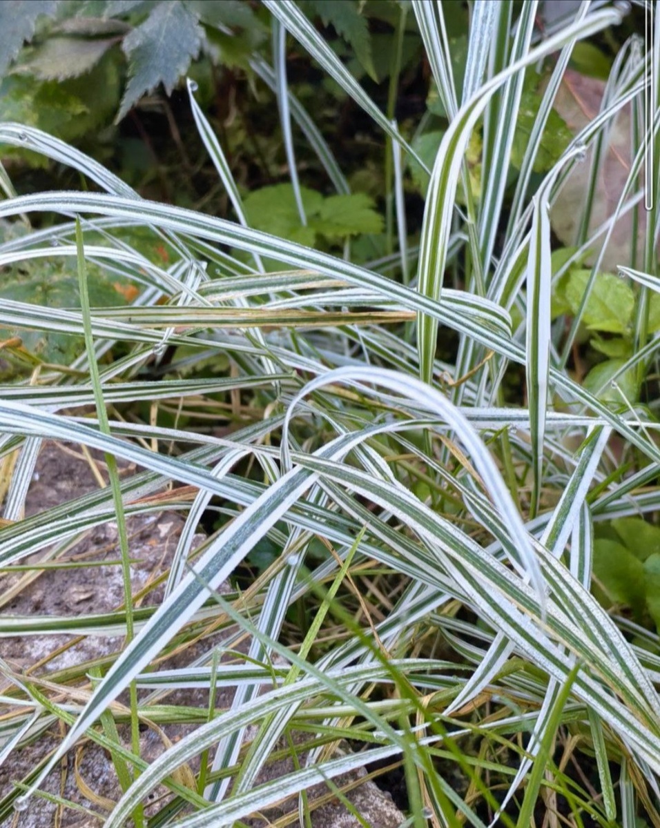 Рейграсс бульбоносный