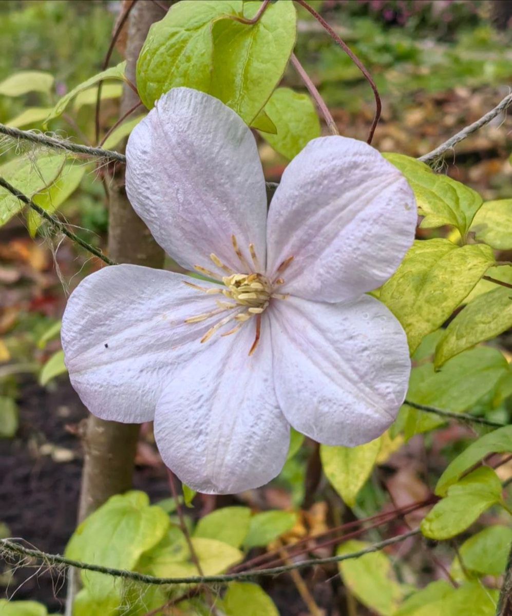 Неизвестный клематис